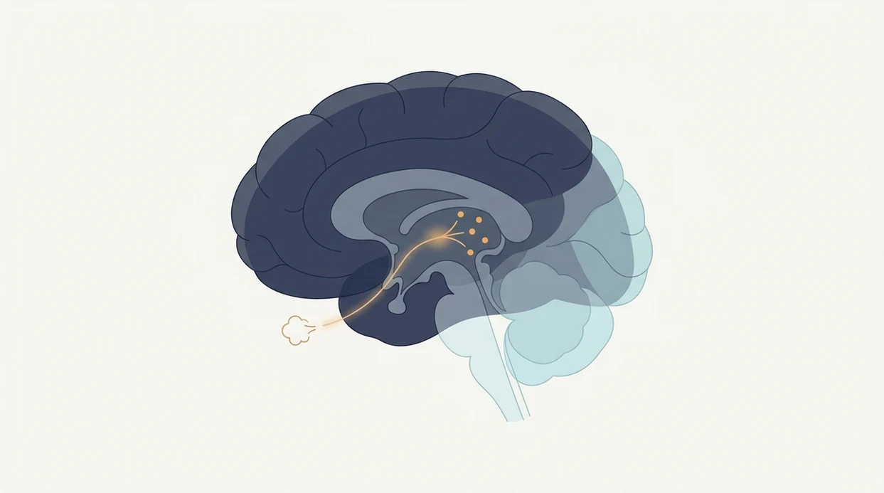 Is Smoking Addictive? The Neuroscience Behind Nicotine Dependence